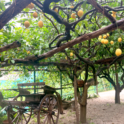 What Italian limoncello is made of: origin and curiosities