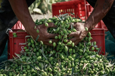 Italian Olive Oil: The Complete Guide to Extra Virgin Olive Oil