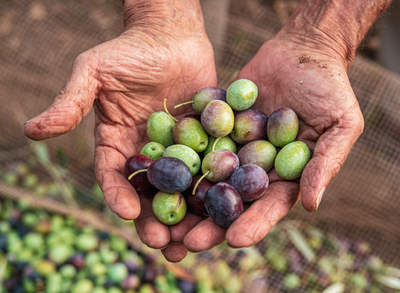 The olive harvest: a magical time