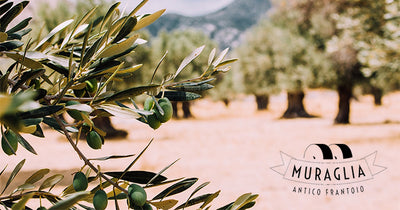 Touching the Virgin Olive Oil at Frantoio Muraglia