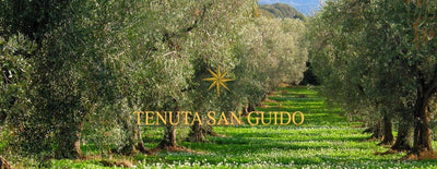 Sassicaia Olive Oil Tenute San Guido