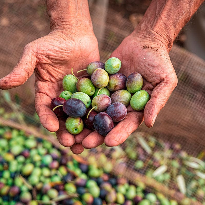 Authentic Italian Olive Oil | Extra Virgin, Cold-Pressed