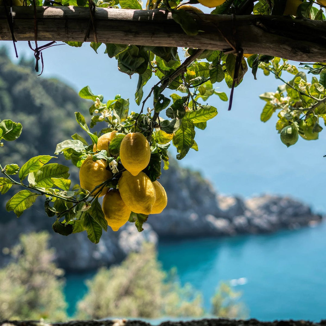 Memoritaly Limoncello Collection – Dolceterra Italian Within US Store