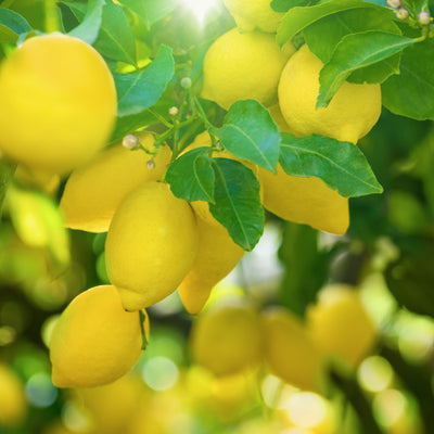 'Ravello' Memoritaly Limoncello from Amalfi Coast