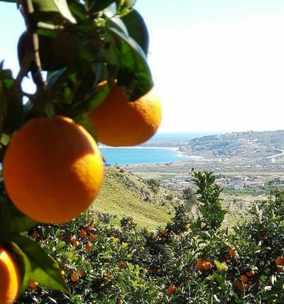 Orange Marmalade - Sapori della Calabria