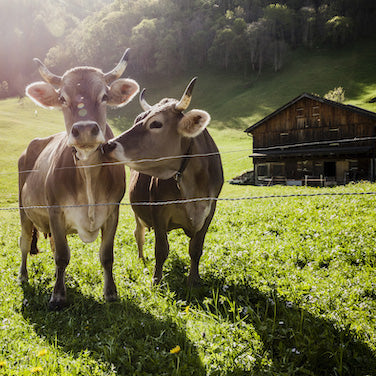 Parmigiano Reggiano – SOLO DI BRUNA – 24 mois à base de lait Bruna Alpina