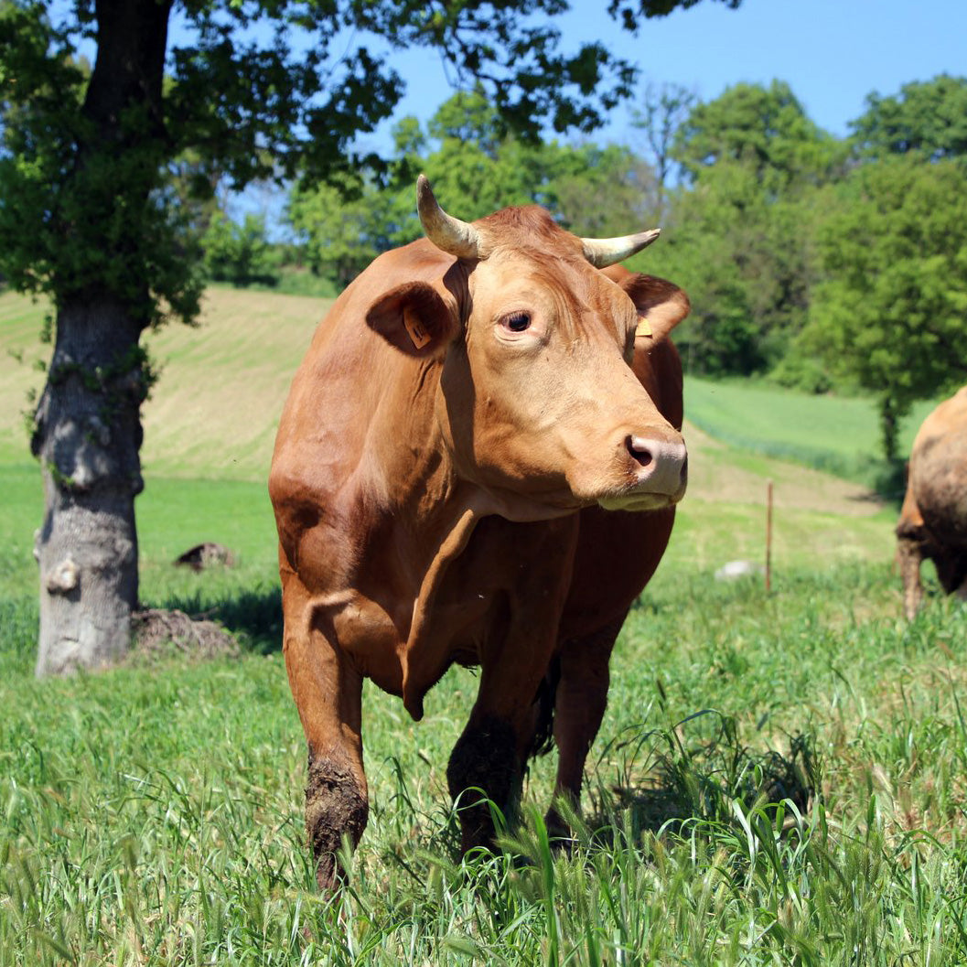 'I Sapori delle Vacche Rosse' "Vacche Rosse/Vaches rouges" assaisonné 40/48 mois 