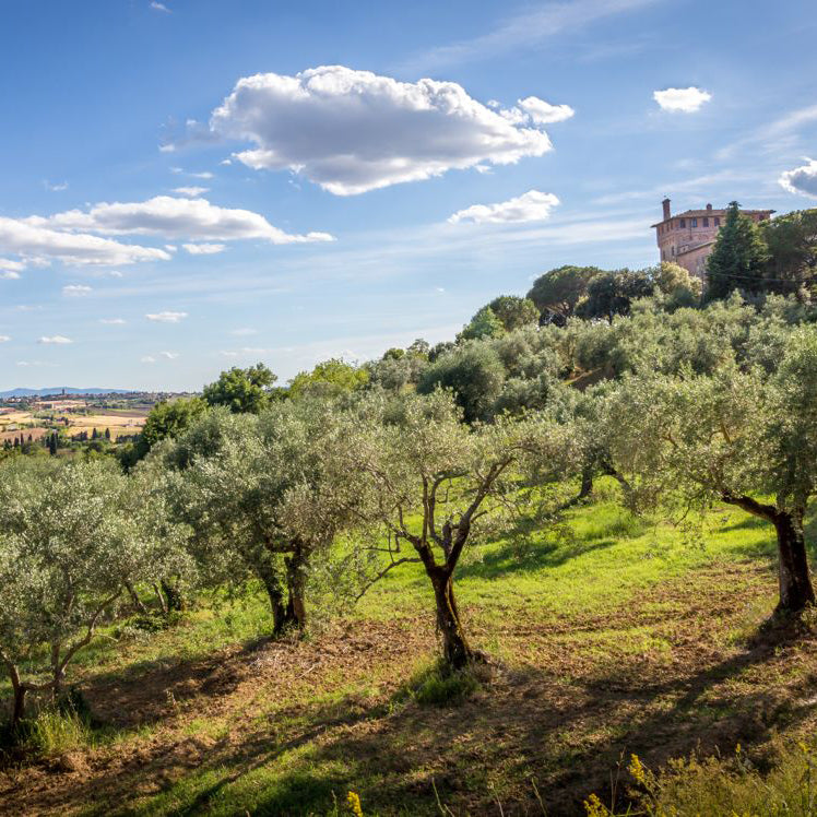 'Puccini' Extra Virgin Olive Oil Reserve Jar