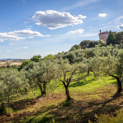 'Montalcino Red' Extra Virgin Olive Oil Reserve Jar