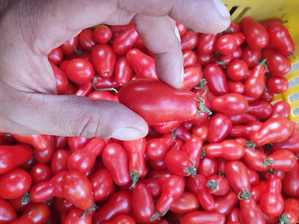 Pomodorino di Corbara: Corbara Tomato Perfection