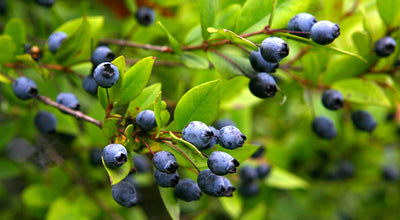 Liqueur Mirto - Parfum balsamique aux notes méditerranéennes