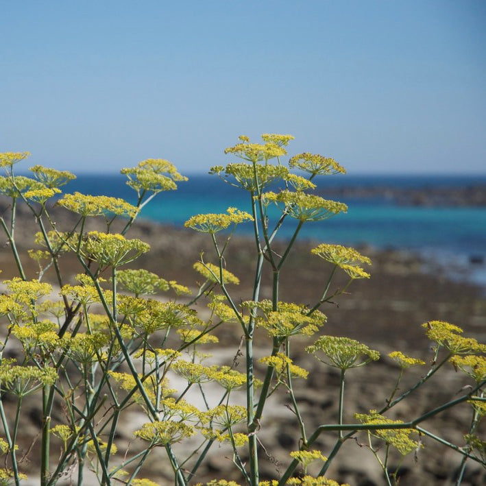 'Maiori' Wild Fennel - Italian Digestive crafted liqueur