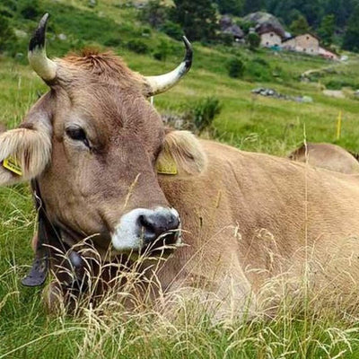 Parmigiano Reggiano – SOLO DI BRUNA – 24 mois à base de lait Bruna Alpina